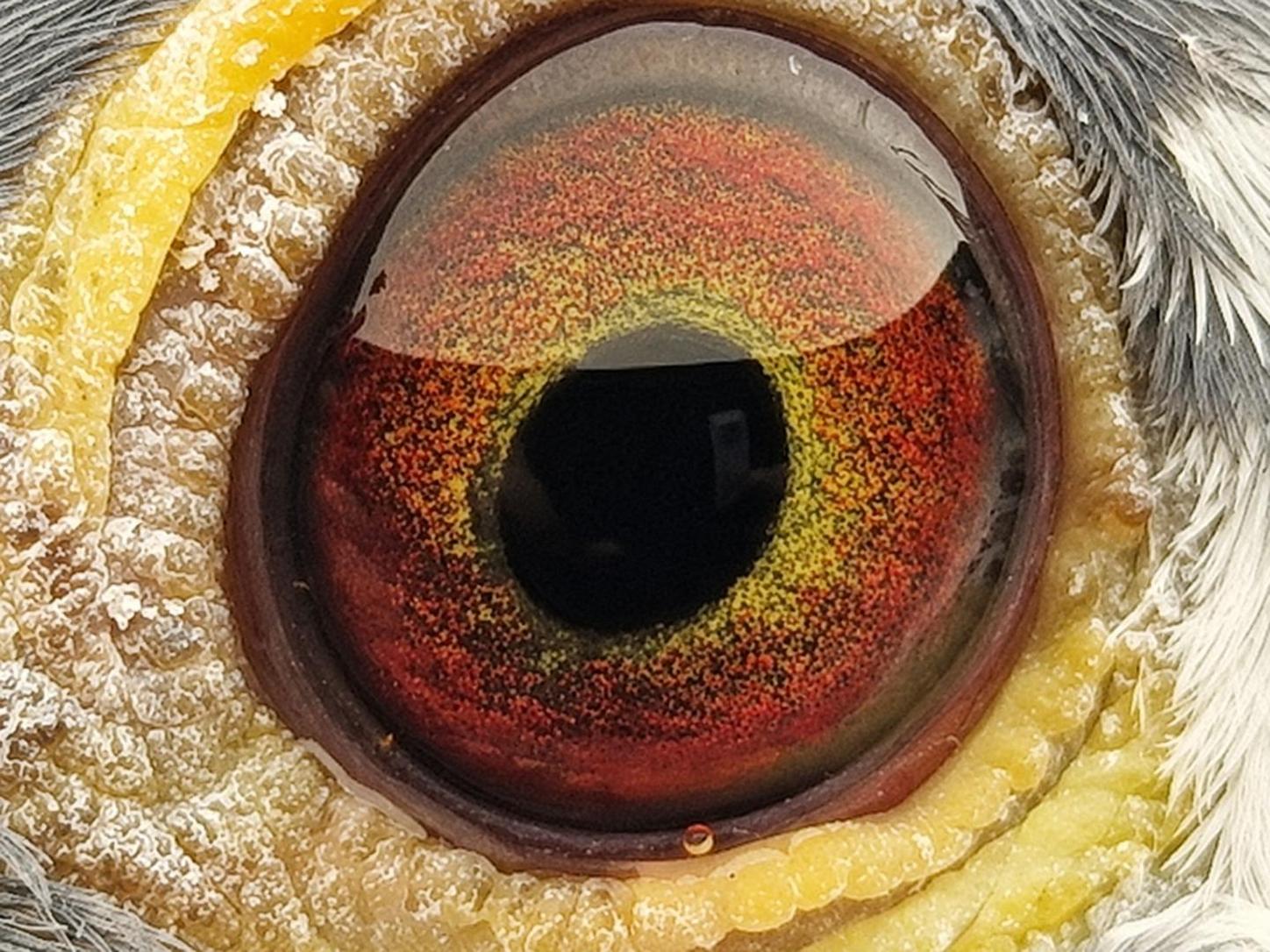 Pigeon eye